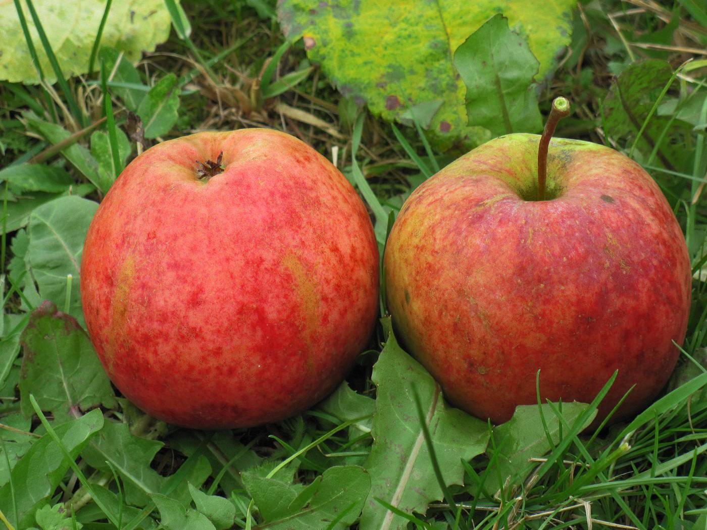 Зимняя яблоня джонаголд: описание, фото