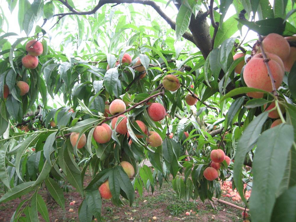 Персик — выращивание и уход. посадка, размножение, защита. сорта для различных регионов. фото — ботаничка