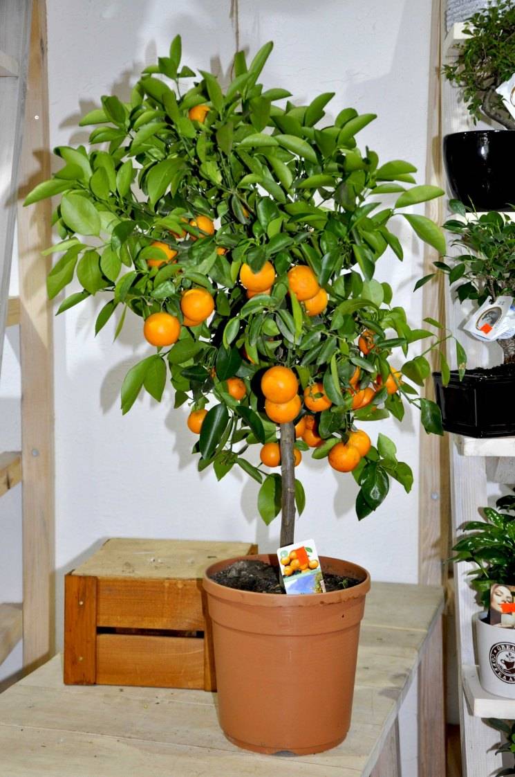 Уход за мандариновым деревом в домашних условиях