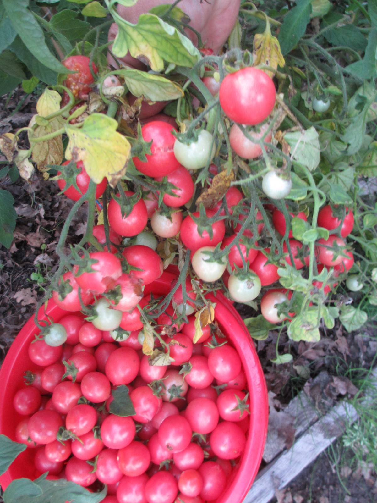 Томат садовая жемчужина: описание и характеристика сорта, отзывы, фото, урожайность