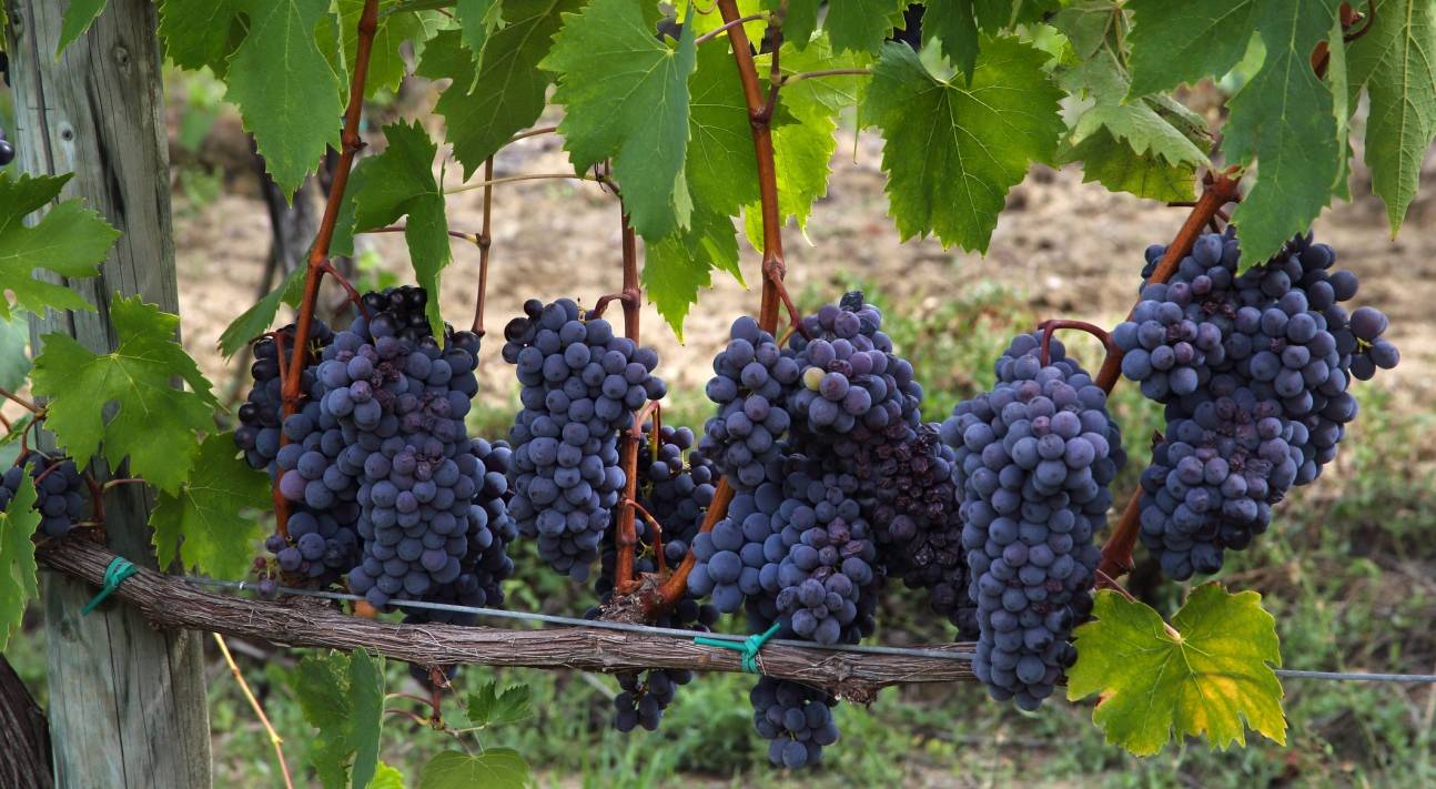 Виноград вэлиант: характеристики и описание сорта. виноград вэлиант: фото + отзывы, секреты выращивания