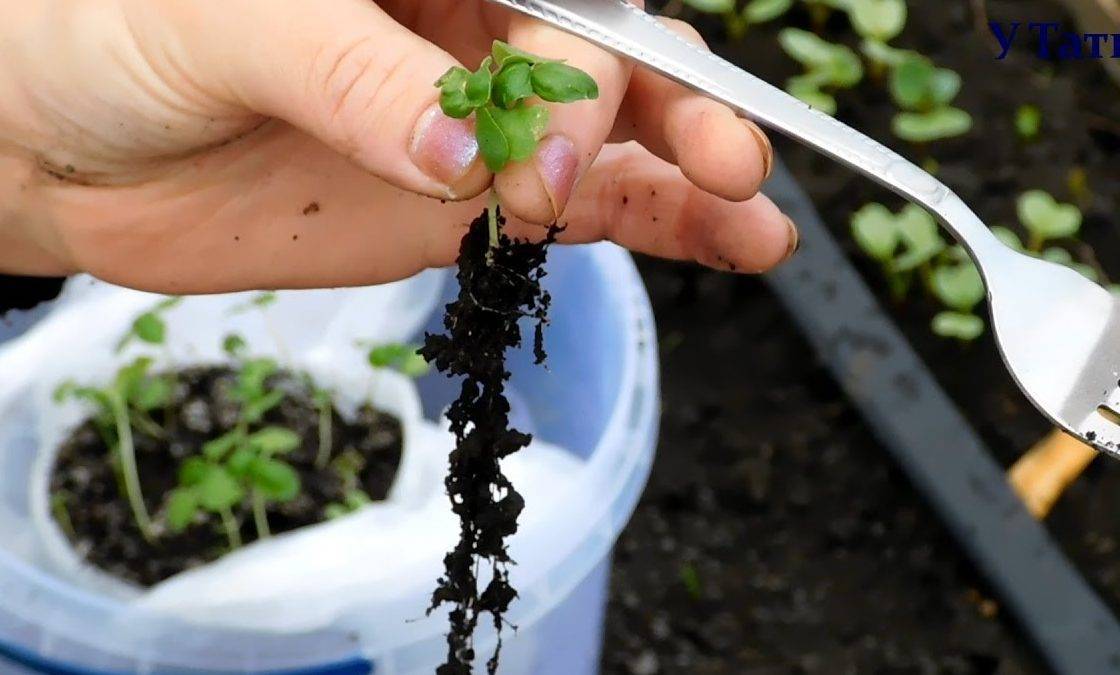 Базилик: выращивание из семян и уход в открытом грунте, удобрения и болезни