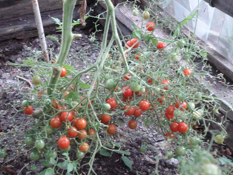 Фото, видео, отзывы, описание, характеристика, урожайность гибрида томата «киш миш оранжевый».