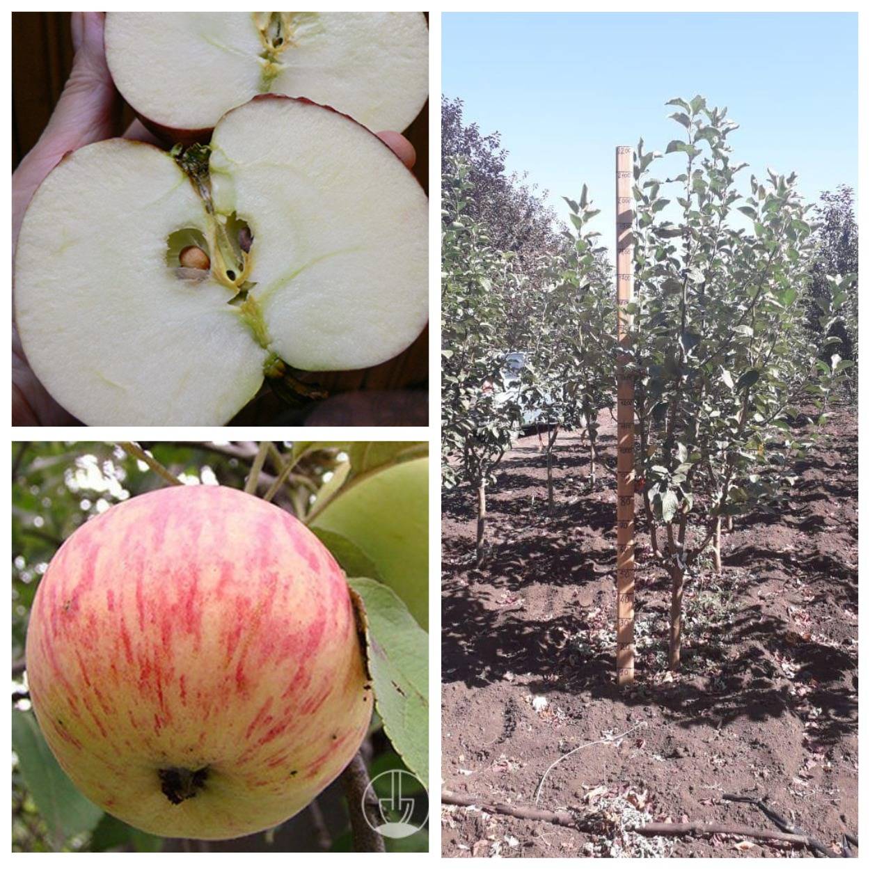 Яблоня коричное полосатое: описание сорта с фото