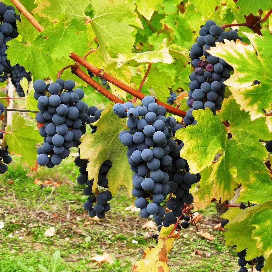 виноград ливадийский черный фото