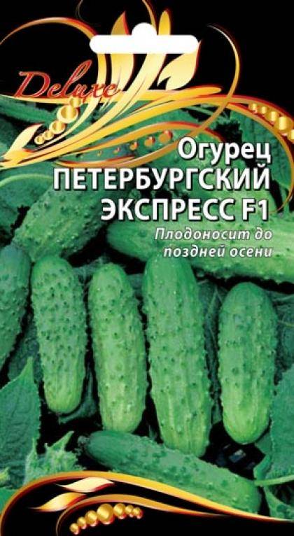 Огурец сибирский экспресс f1: отзывы и фото семян гавриш, описание сорта, посадка и уход