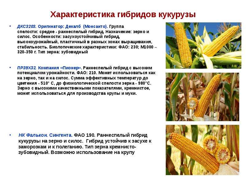 Кукуруза саммер свит f1: описание сахарного гибрида, особенности, преимущества, недостатки, правила выращивания и получения сладких початков, урожайность