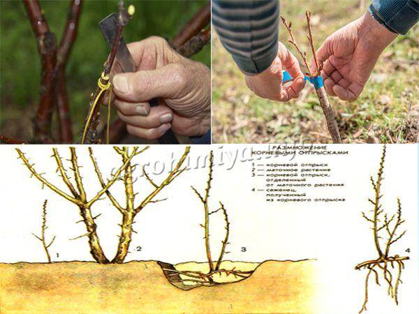 ✅ размножение сливы алычи зелеными черенками летом как вырастить весной - cvetochki-rostov-na-donu.ru