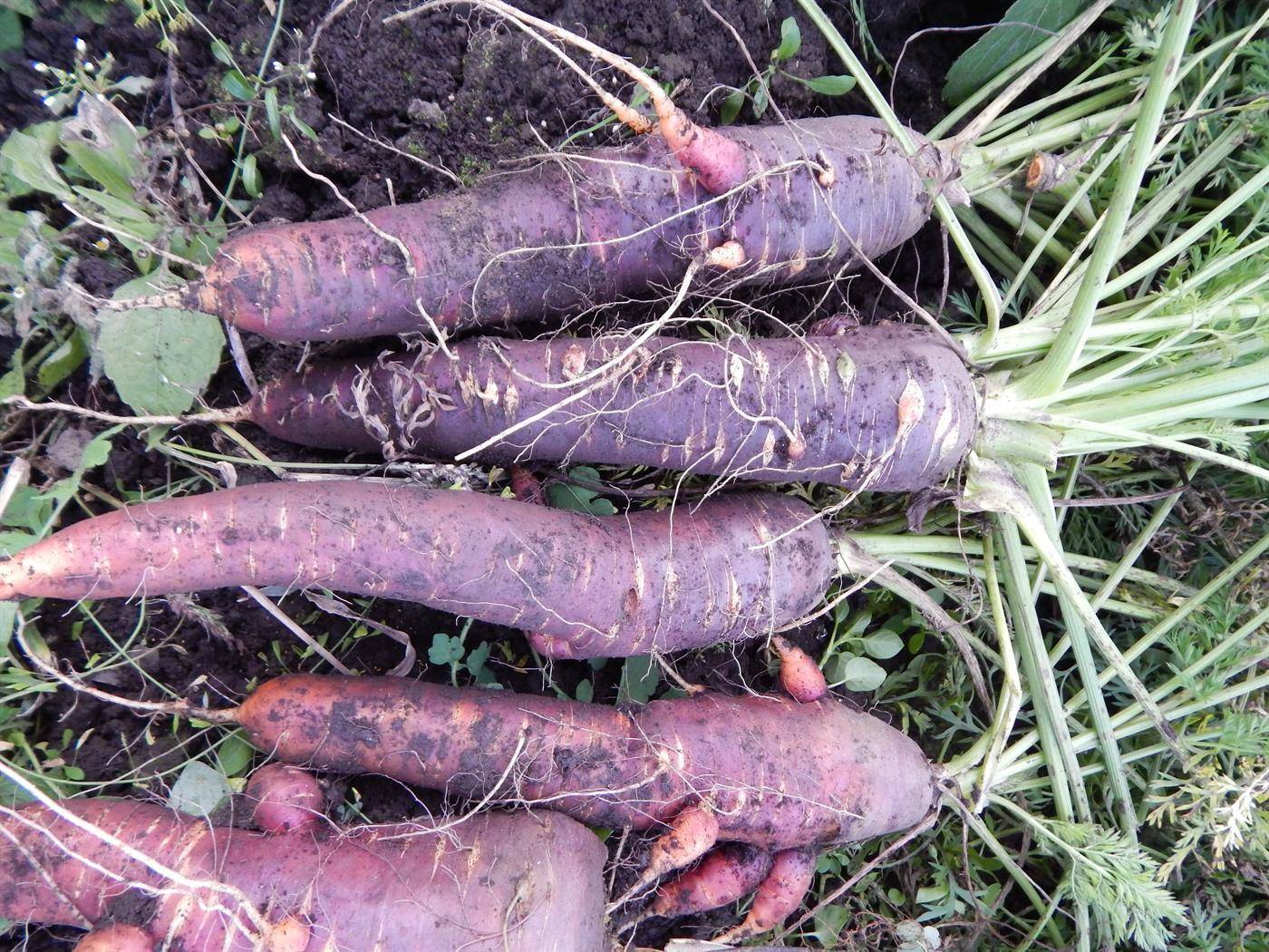 Сорта моркови: классификация, описание