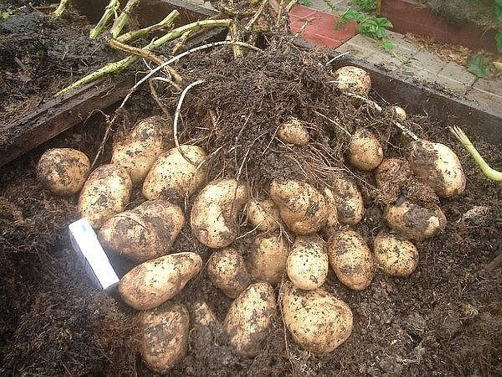 Когда копать картофель после цветения: сроки, рекомендации