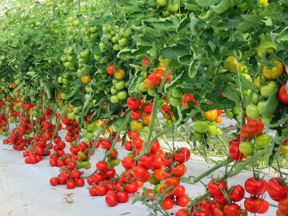 Какие семена томатов считаются лучшими сортами для сибири