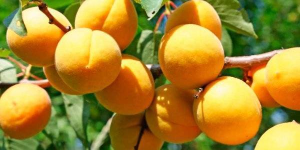 Особенности выращивания и ухода за абрикосом сорта мелитопольский ранний