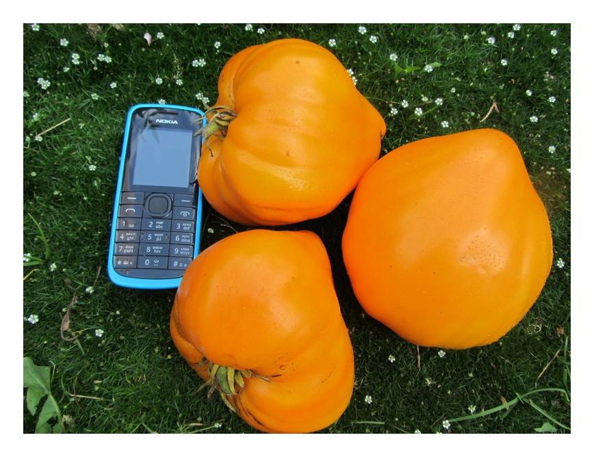 Томат оранжевая клубника: характеристика и описание сорта, фото, отзывы, урожайность