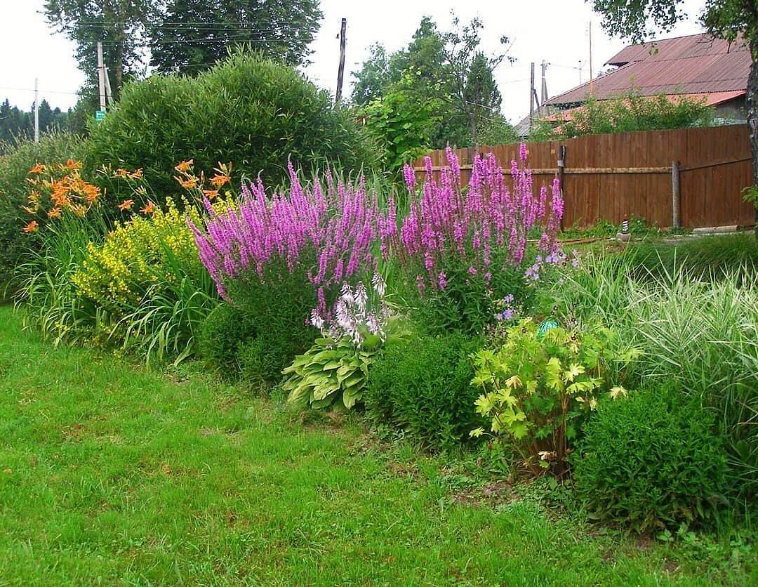 Обзор самых неприхотливых долгоцветущих многолетников для дачи и сада с фото – полезные решения от корнеича