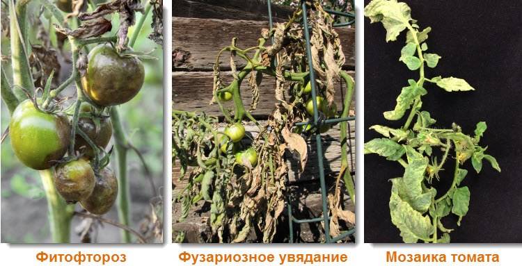 Фузариозное увядание томатов: первые признаки, причины появления, лечение и профилактика заболевания