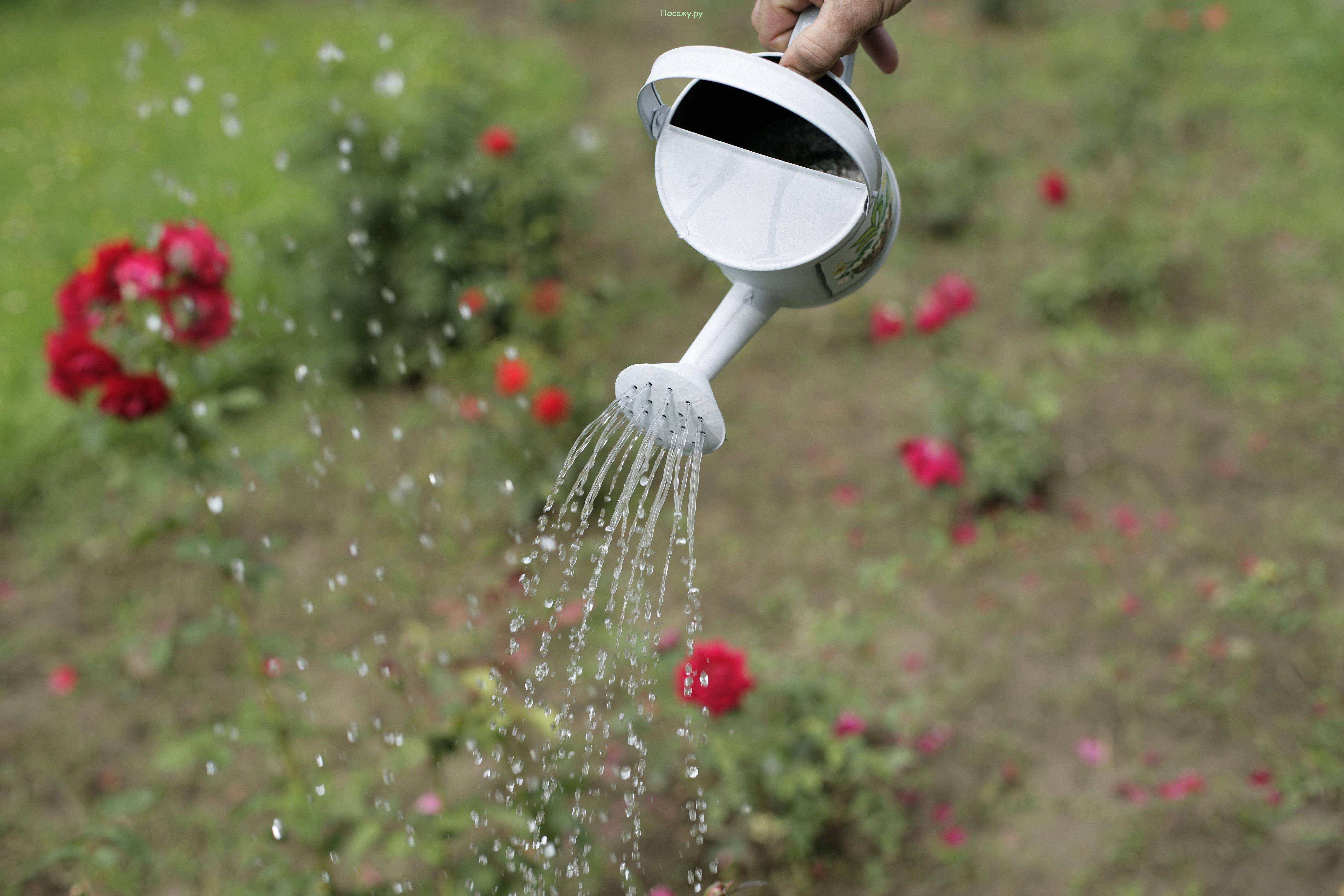 Как правильно поливать розы: 14 шагов