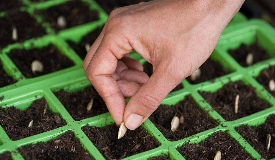Посадка моркови весной 2022 в открытый грунт семенами: подготовка и посев |