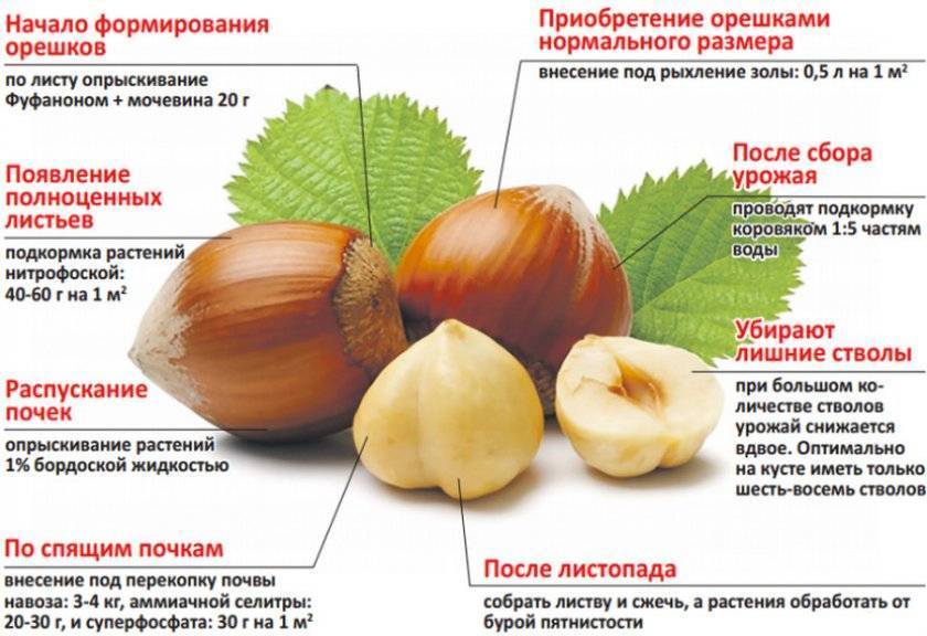 Почему не плодоносит грецкий орех: каковы причины, а также когда цветёт дерево и как его "заставить" давать урожай, что для этого делать?