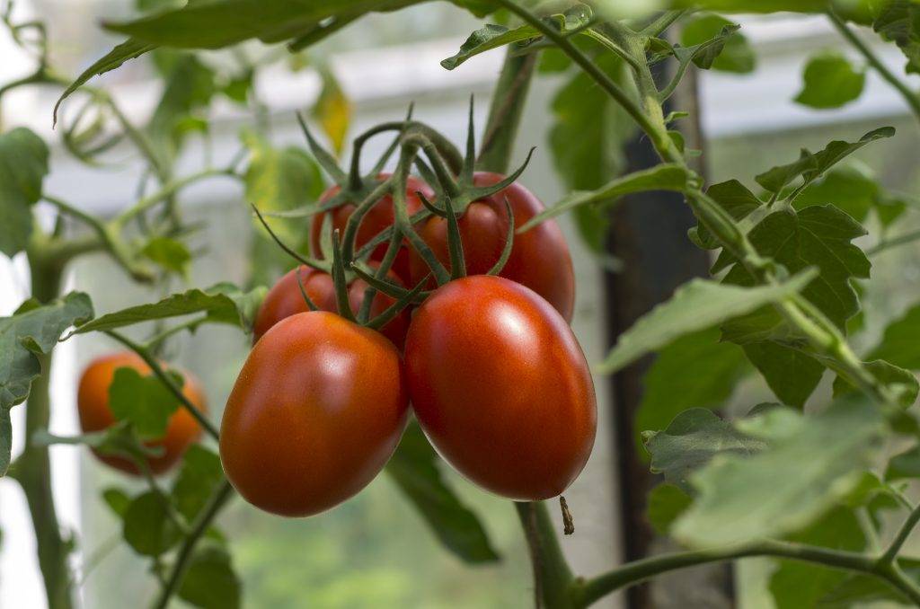 «фламинго» f1 – томат для промышленного выращивания