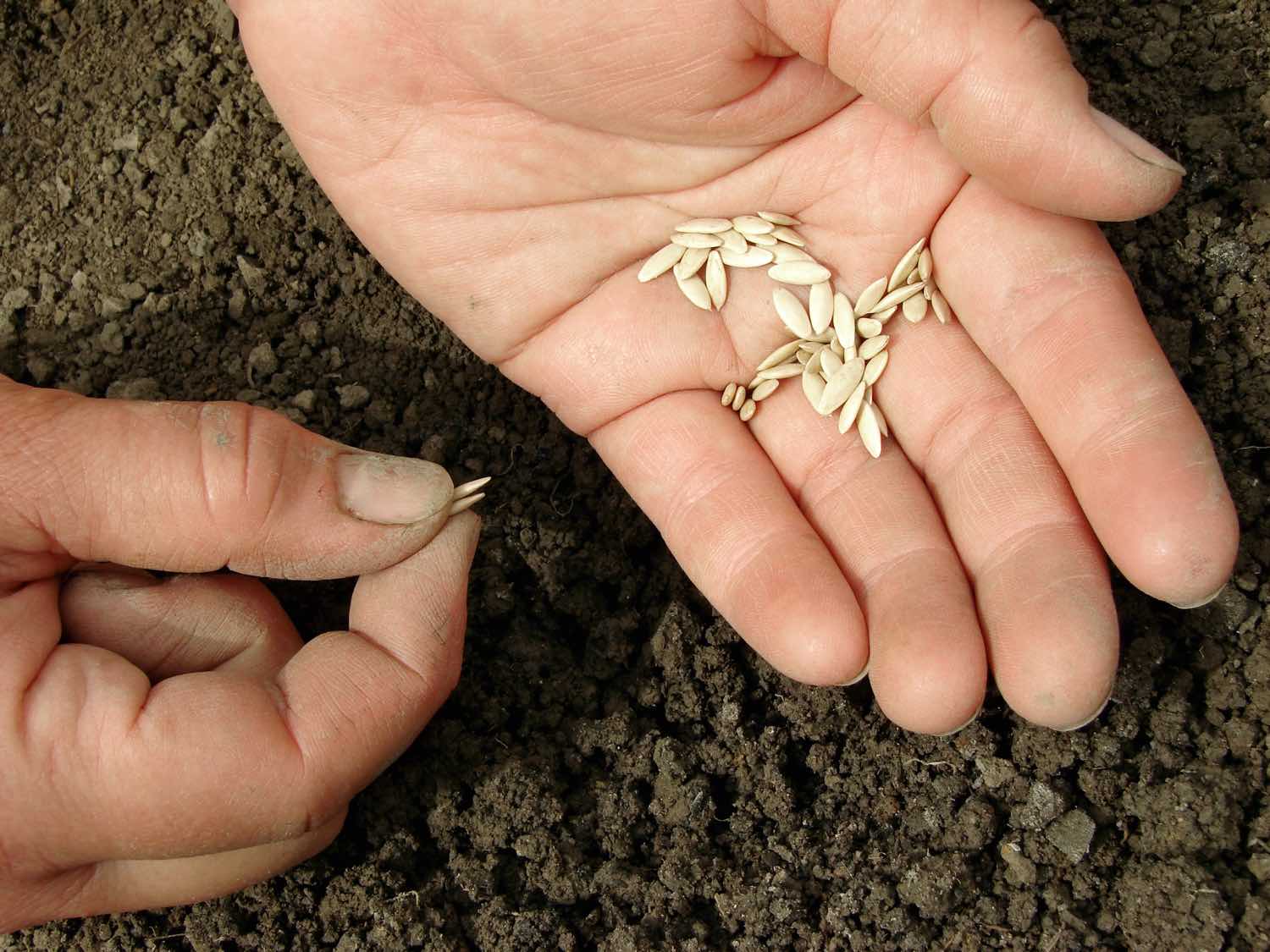 Высадка огурцов в открытый грунт семенами, когда и как сажать правильно