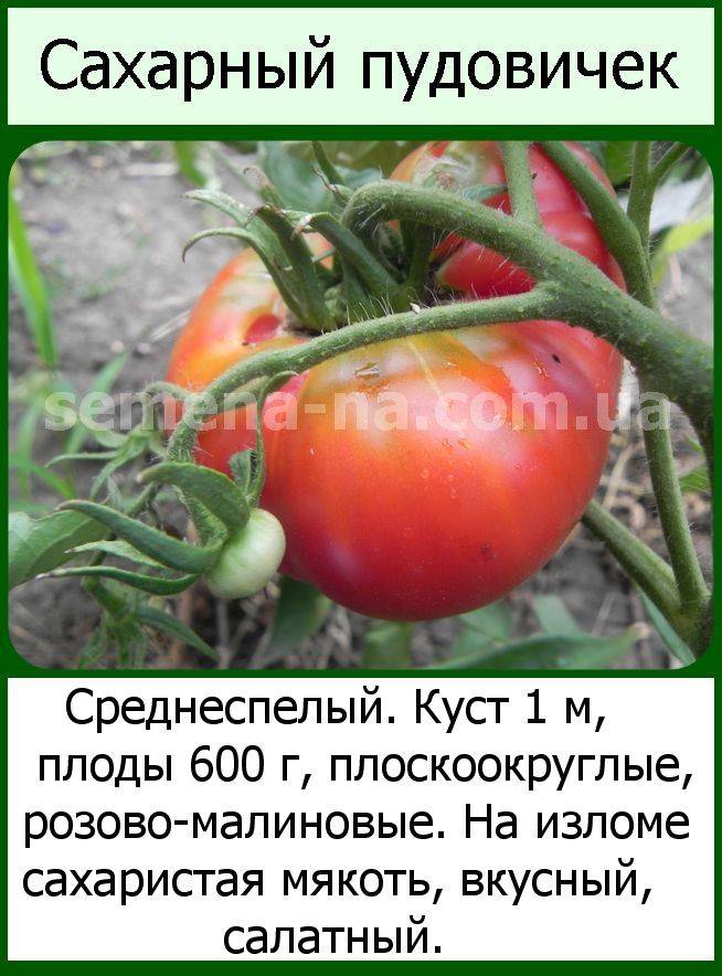 Собираем 5-6 кг помидоров с куста, выращивая томат «сахарный гигант»