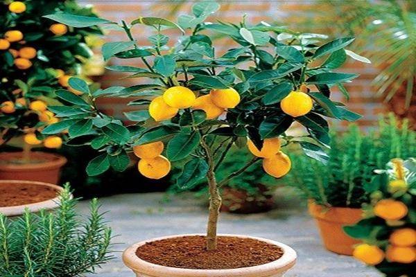 Подробное описание и особенности выращивания лимона сорта мейер