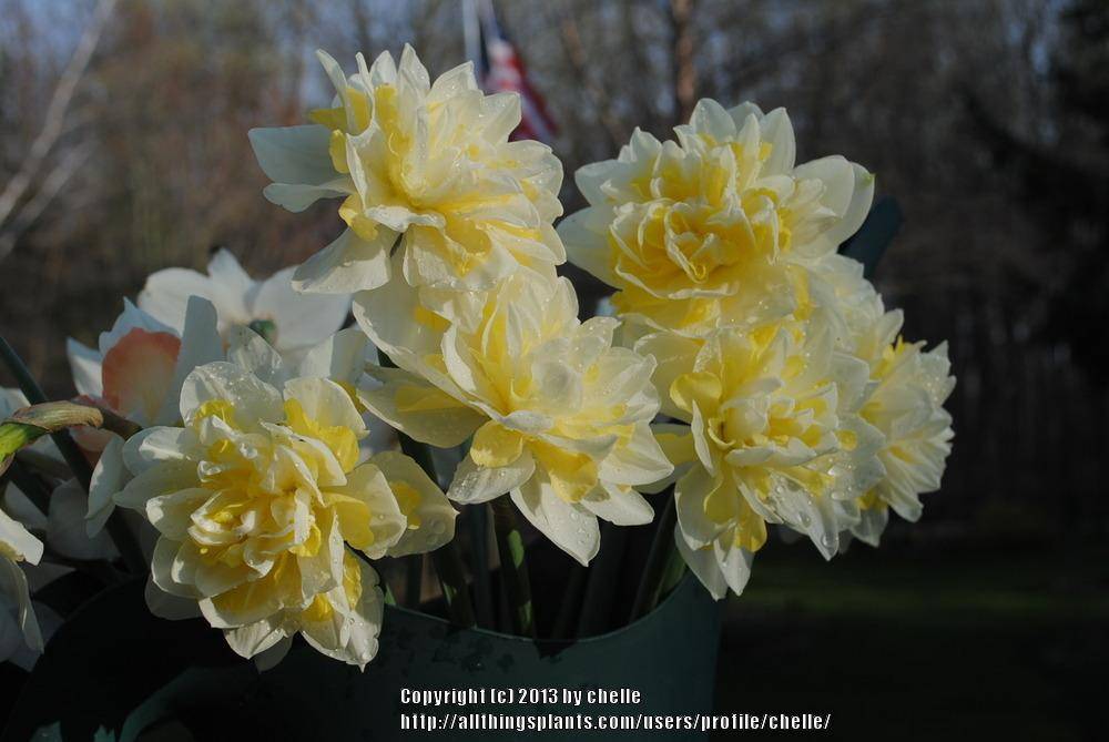 Нарцисс: посадка, уход и выращивание в открытом грунте (+фото цветов)