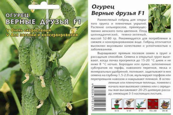 Огурец аякс f1: характеристика и советы по выращиванию