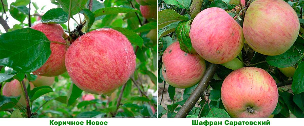 Яблоня коричное полосатое: посадка, уход и урожайность