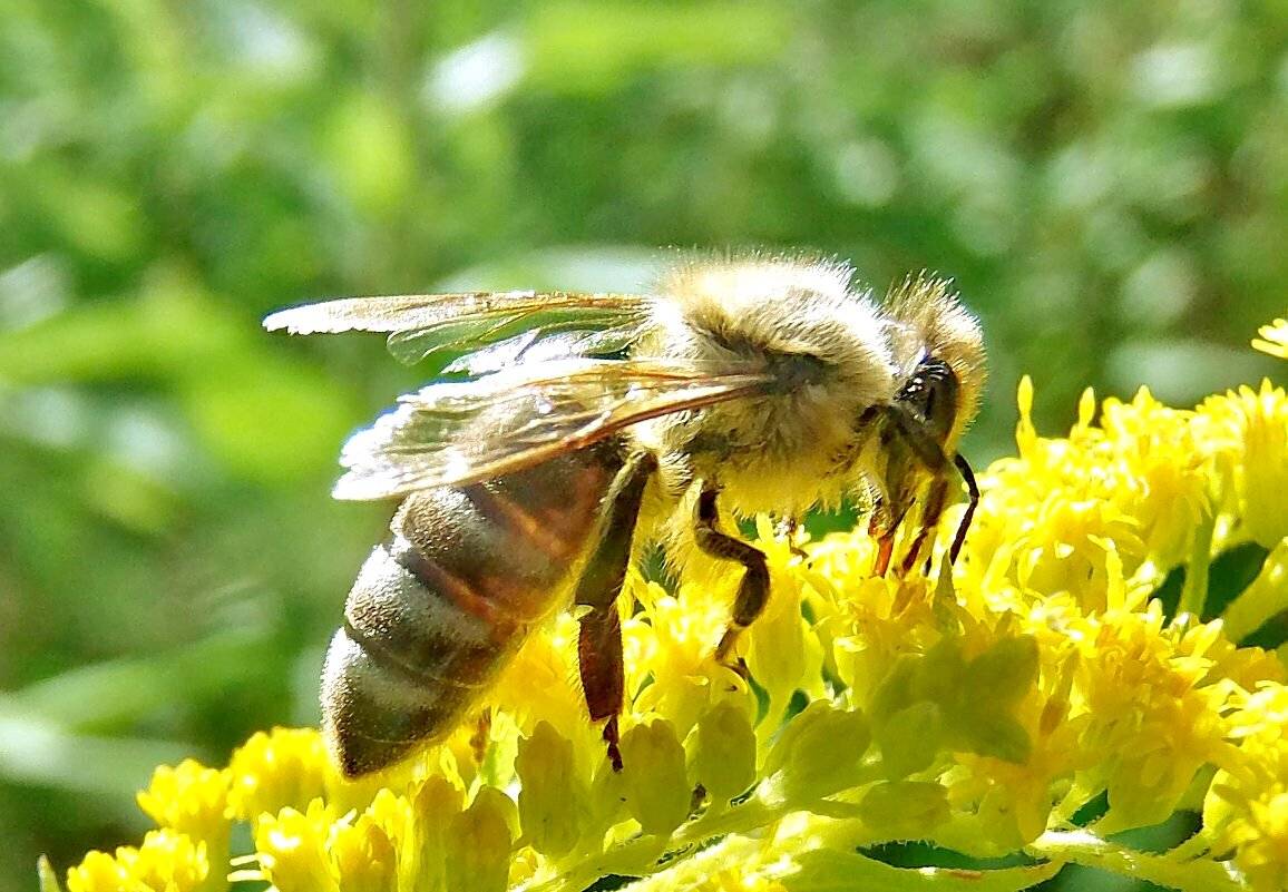 Пчелы пьют весенний. Донниковый мёд пчела. Гималайская медоносная пчела. Пчелы мед улей.