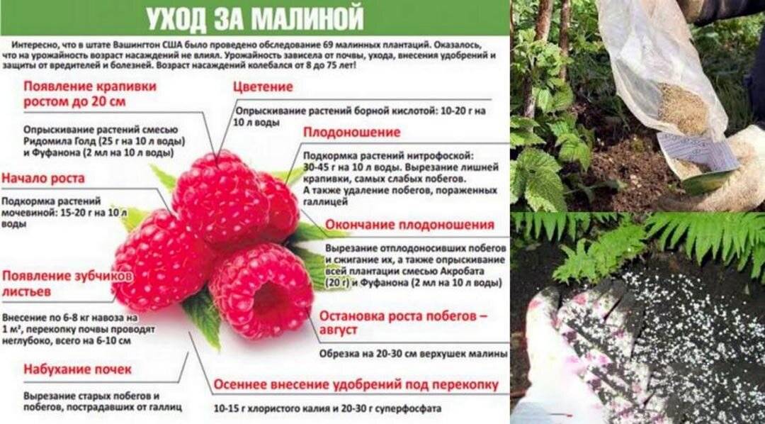 Как и чем подкормить малину весной для хорошего урожая сладких ягод