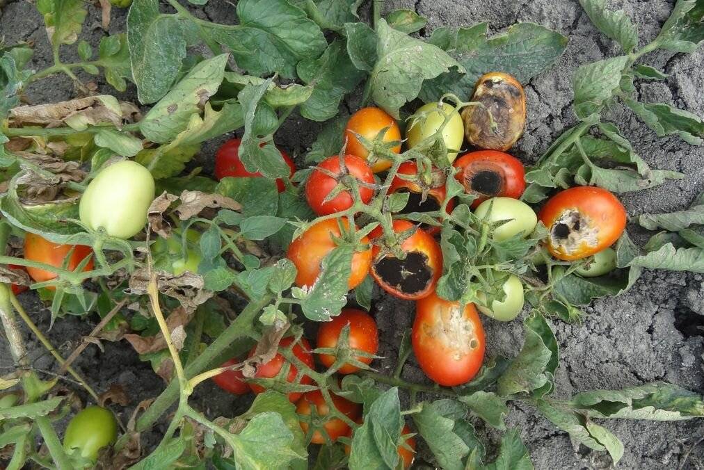 Вершинная гниль томатов – как бороться в теплице и открытом грунте