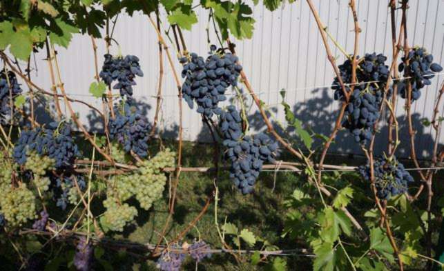 Описание и характеристики сорта винограда «викинг»