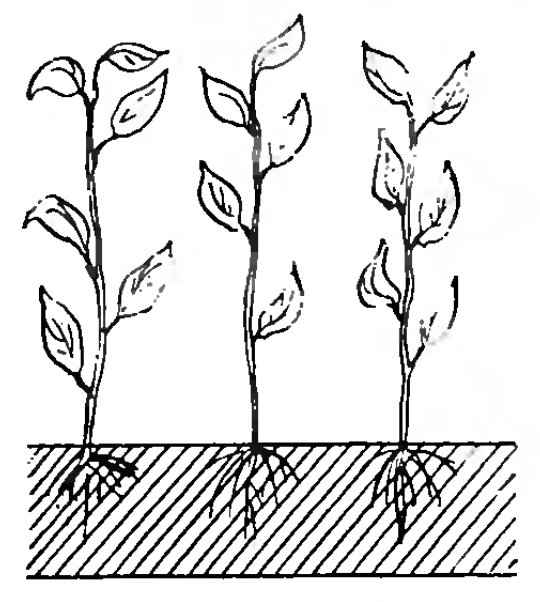 Размножение груши черенками, отводками: летом, осенью, как вырастить саженцы, как размножить колоновидную грушу