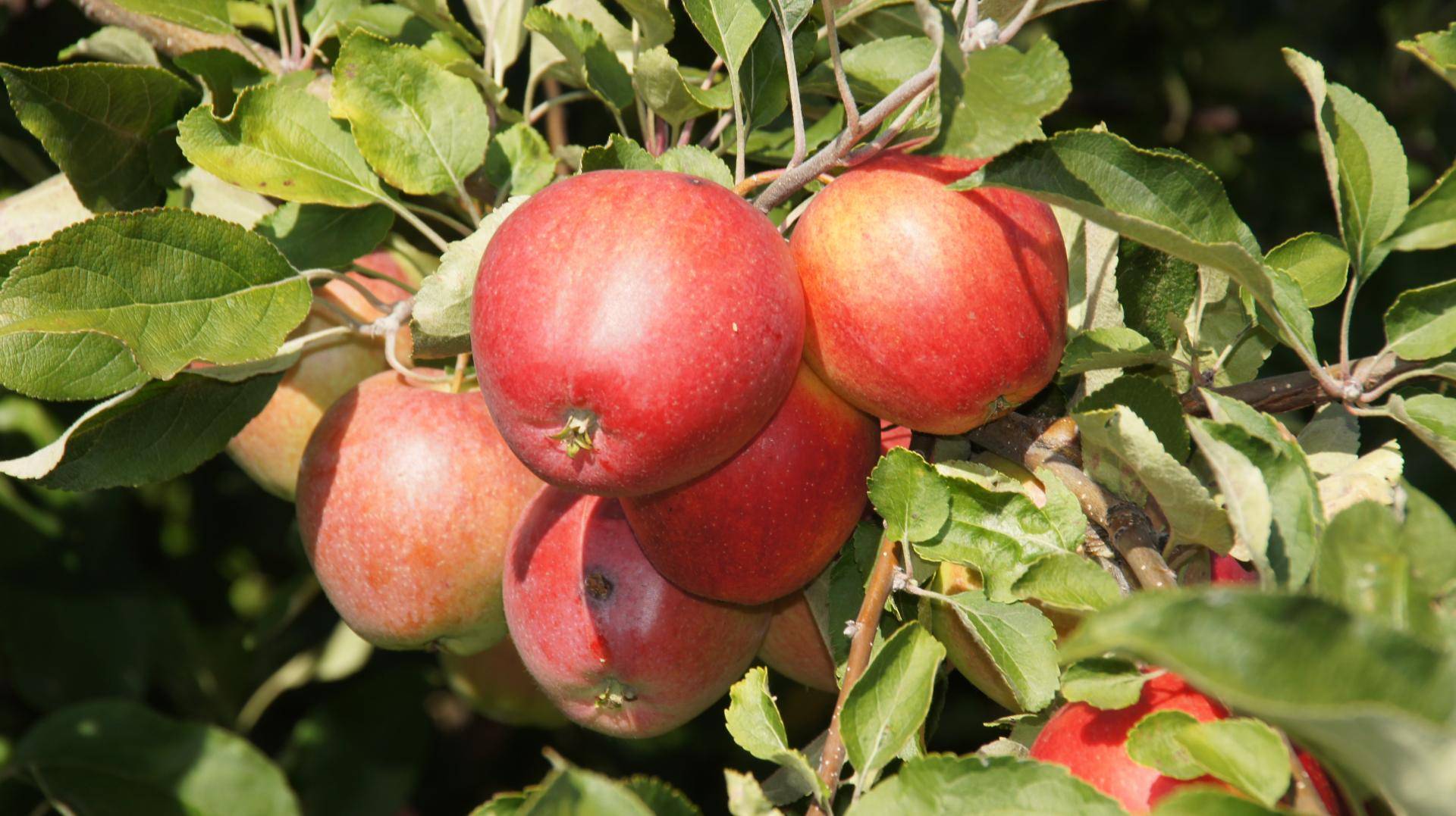 Описание яблони сорта боровинка, выращивание и уход