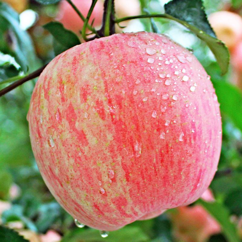 Описание сорта яблони фуджи кику