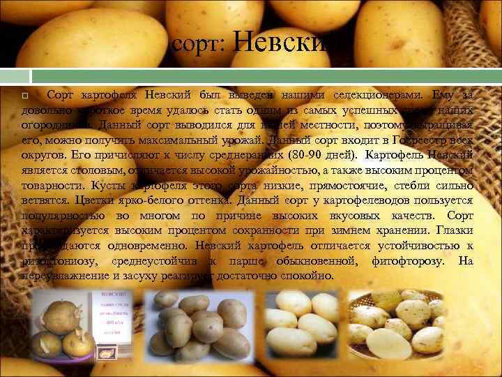 Картофель невский: отзывы, урожайность, описание и выращивание сорта