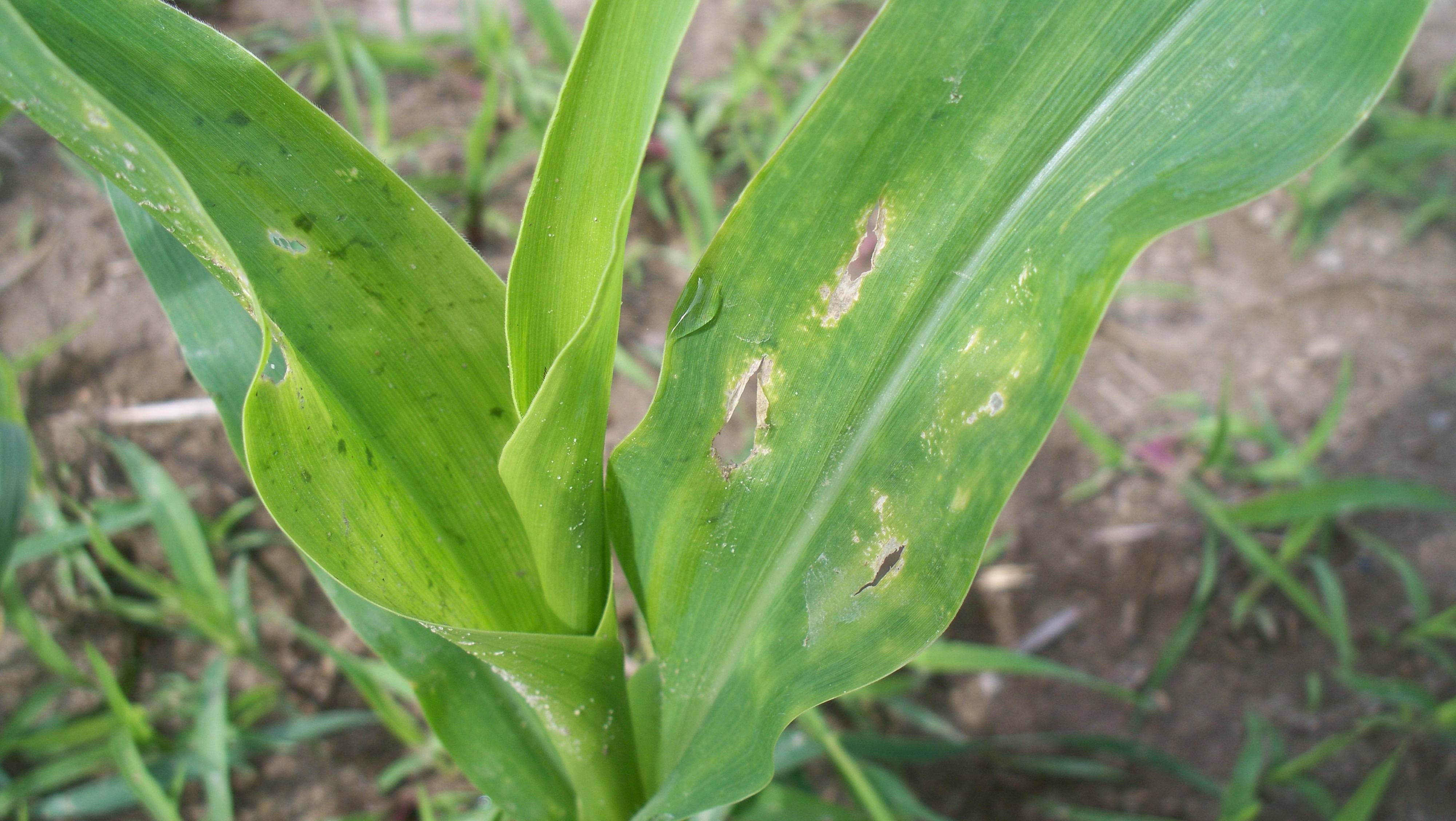 Кукуруза: болезни и вредители, описание, лечение, фото