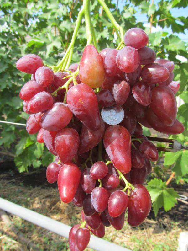 Виноград дубовский розовый: описание сорта, фото, отзывы, характеристики и технология выращивания