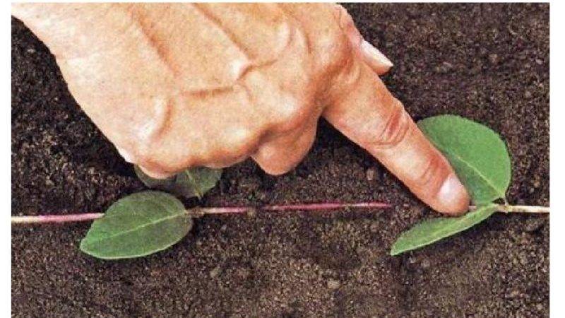 Как вырастить выносливый клематис из семян?