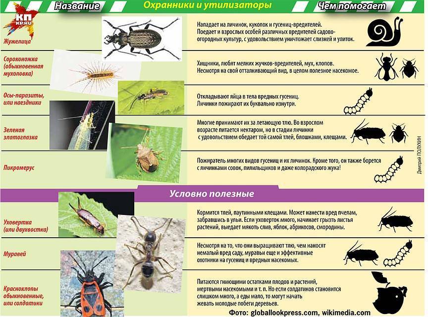 Болезни сои: насекомые-вредители, меры борьбы с ними, причины, защита, профилактика