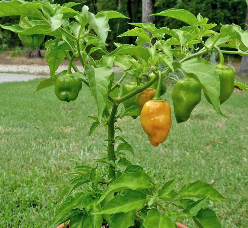 Перец хабанеро: как выращивать и ухаживать (поливать и т.д.), в какие блюда добавлять жгучий компонент и чем он хорош