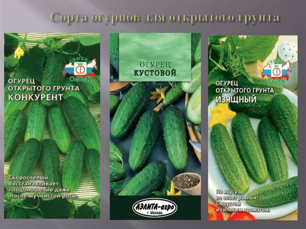 Лучшие сорта огурцов для сибири: выращиваем в теплице и открытом грунте, описание с фото и отзывами