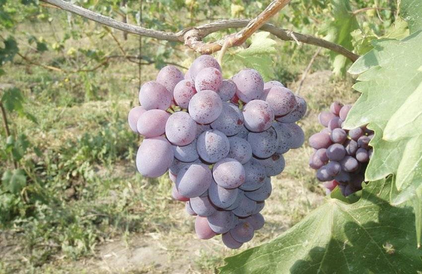 Виноград сорт низина фото. Сорт винограда Низина. Виноград столовый Низина. Виноград Низина описание сорта. Низина виноград описание.