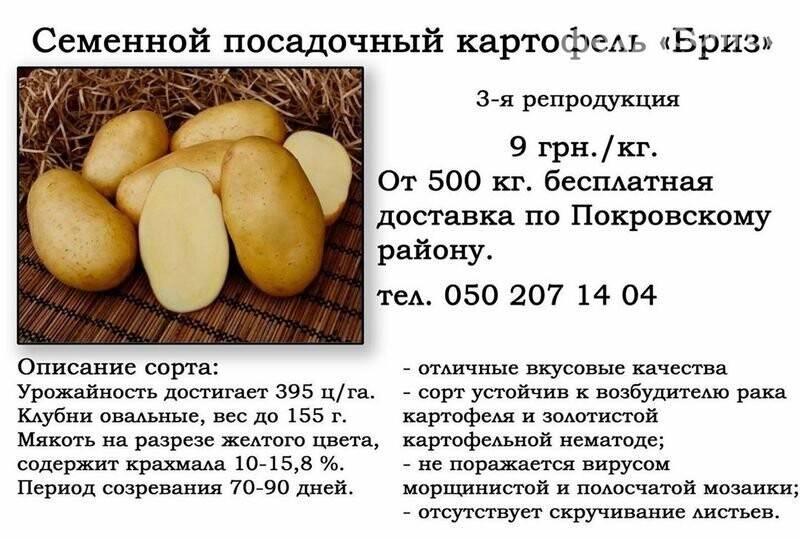 Характеристика, описание, урожайность, отзывы и фото сорта картофеля «вектор».