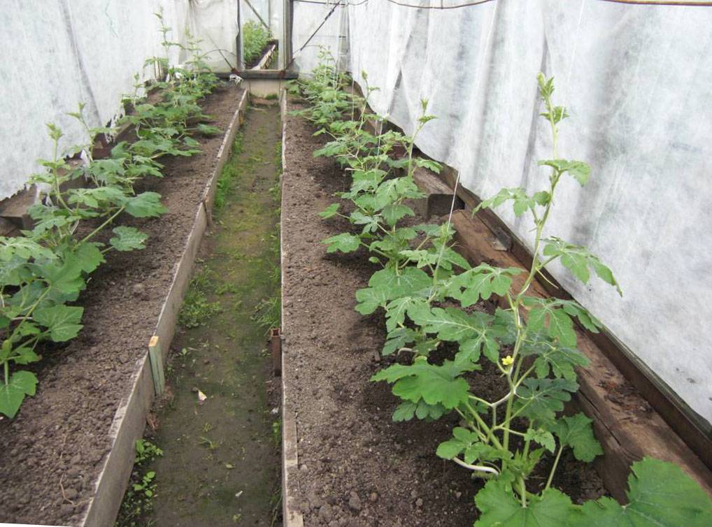 Выращивание арбузов в теплице: выбор сорта, посадка и уход