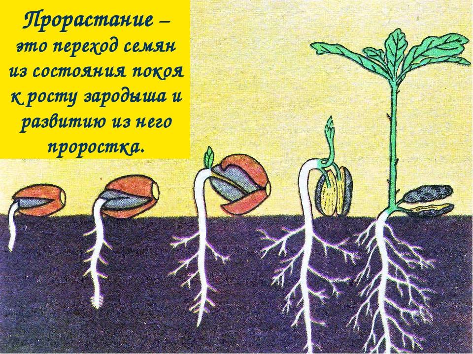 ᐉ овощ горох: посадка и уход в открытом грунте, фото, выращивание из семян, уборка и хранение - roza-zanoza.ru