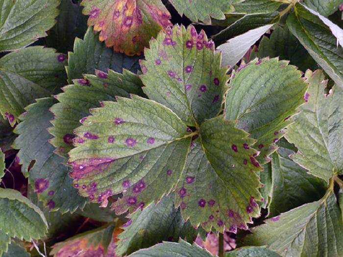 Желтеют листья клубники: причины почему и что делать для лечения