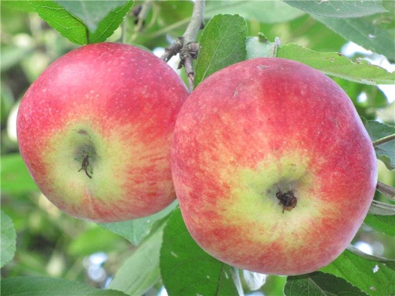 Описание сорта яблони гала маст: фото яблок, важные характеристики, урожайность с дерева