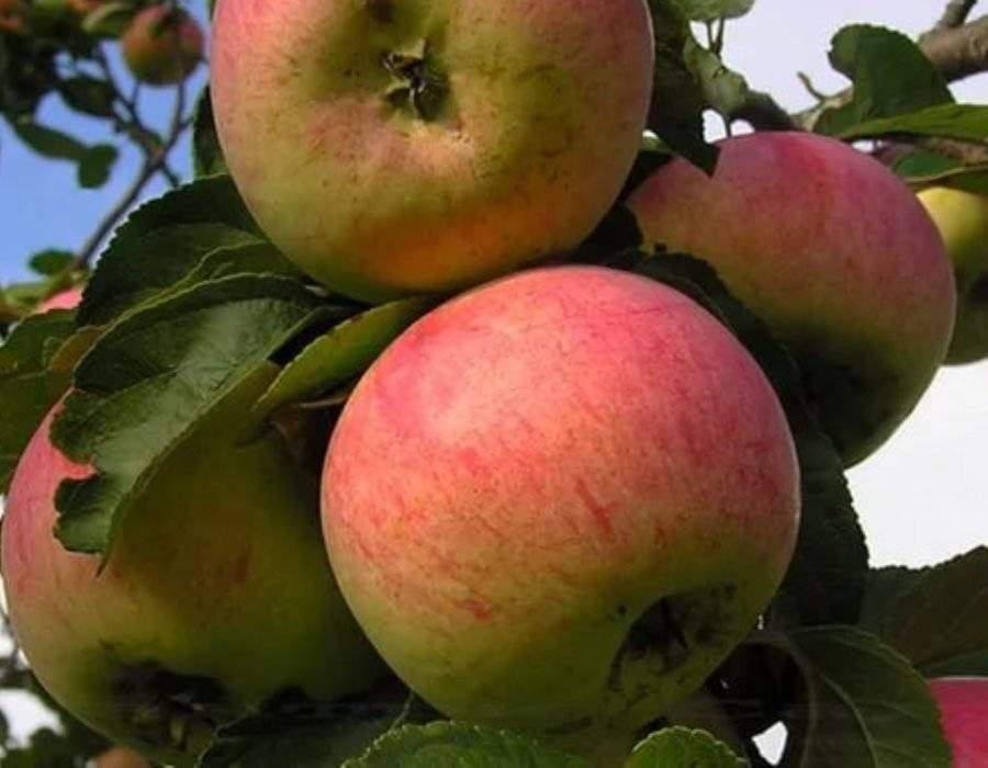 Описание и разновидности яблони сорта Анис, посадка и уход